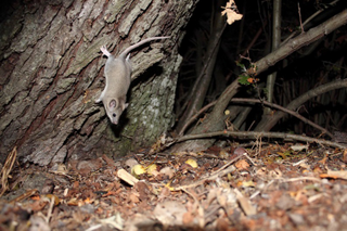 Illustration for article titled The Very Best Camera Trap Photography